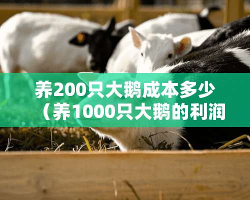 养200只大鹅成本多少（养1000只大鹅的利润）