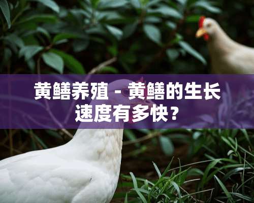 黄鳝养殖－黄鳝的生长速度有多快？