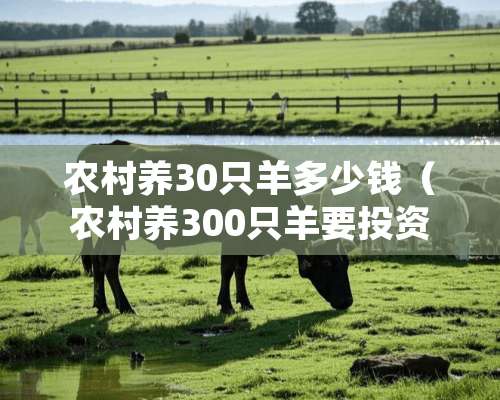 农村养30只羊多少钱（农村养300只羊要投资多少）