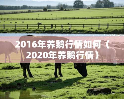 2016年养鹅行情如何（2020年养鹅行情）