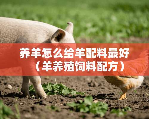 养羊怎么给羊配料最好（羊养殖饲料配方）