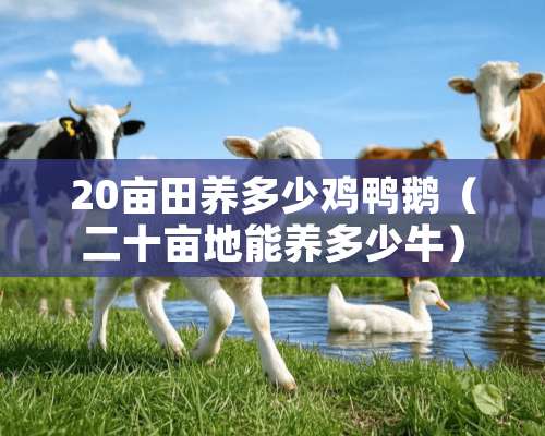 20亩田养多少鸡鸭鹅（二十亩地能养多少牛）