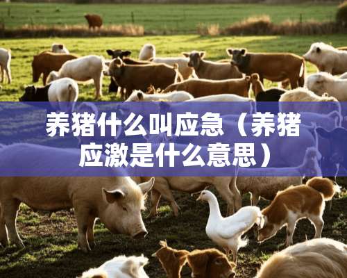 养猪什么叫应急（养猪应激是什么意思）