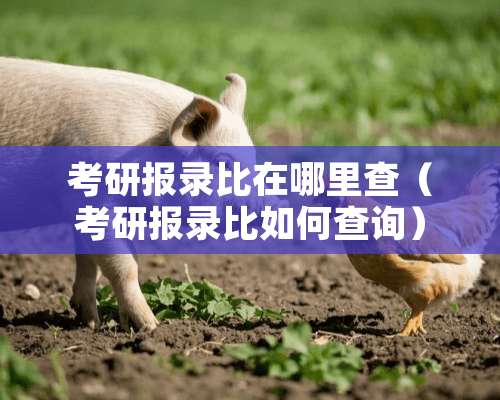 考研报录比在哪里查（考研报录比如何查询）