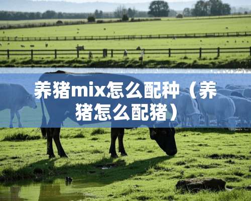 养猪mix怎么配种（养猪怎么配猪）