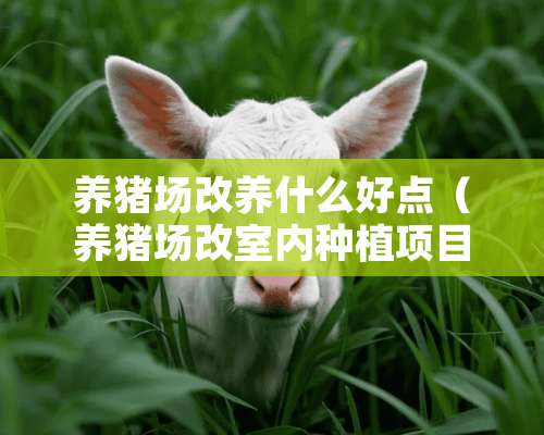 养猪场改养什么好点（养猪场改室内种植项目）