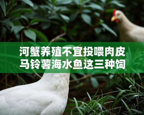 河蟹养殖不宜投喂肉皮马铃薯海水鱼这三种饲料