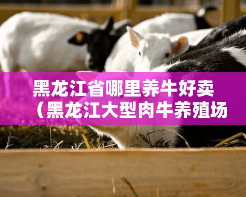 黑龙江省哪里养牛好卖（黑龙江大型肉牛养殖场哪里有）