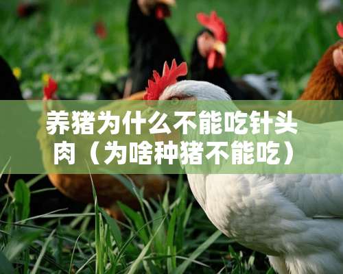 养猪为什么不能吃针头肉（为啥**不能吃）