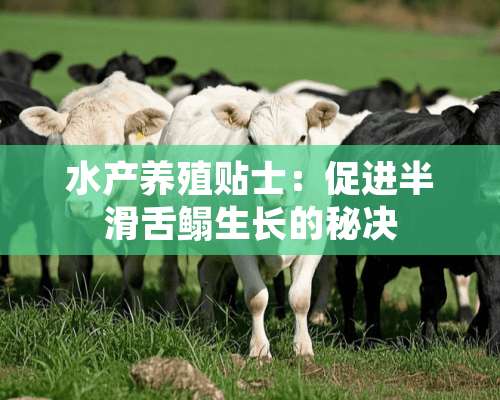 水产养殖贴士：促进半滑舌鳎生长的秘决