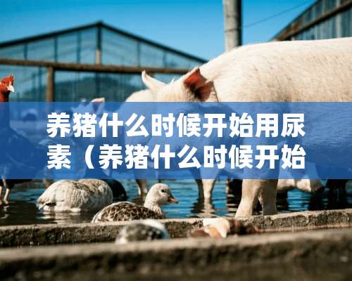 养猪什么时候开始用尿素（养猪什么时候开始用尿素肥）