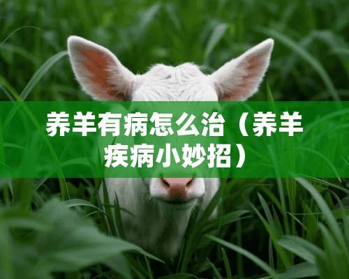 养羊有病怎么治（养羊疾病小妙招）