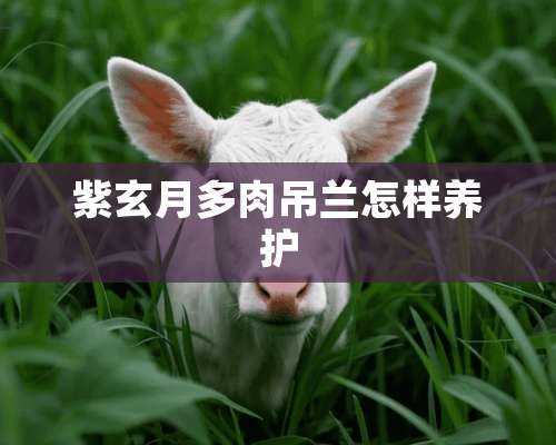 紫玄月多肉吊兰怎样养护