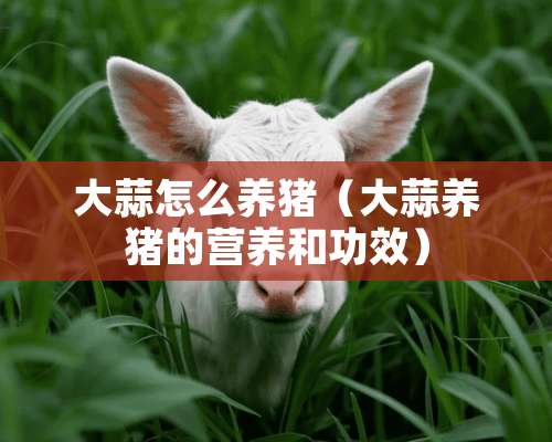 大蒜怎么养猪（大蒜养猪的营养和功效）