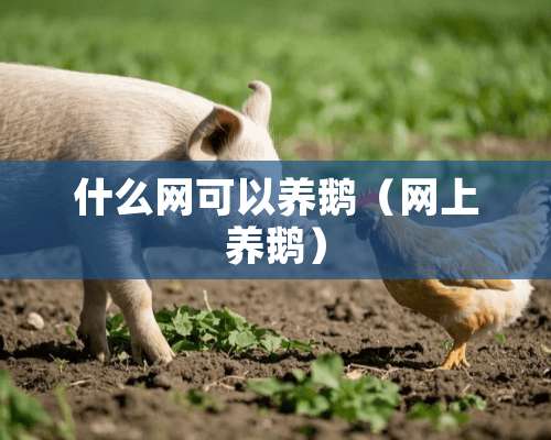 什么网可以养鹅（网上养鹅）