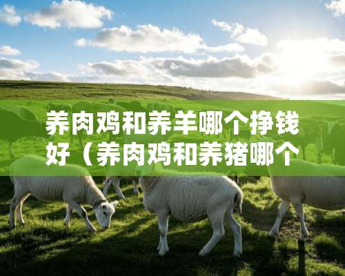 养肉鸡和养羊哪个挣钱好（养肉鸡和养猪哪个更稳）