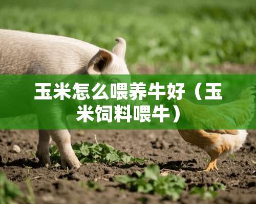 玉米怎么喂养牛好（玉米饲料喂牛）