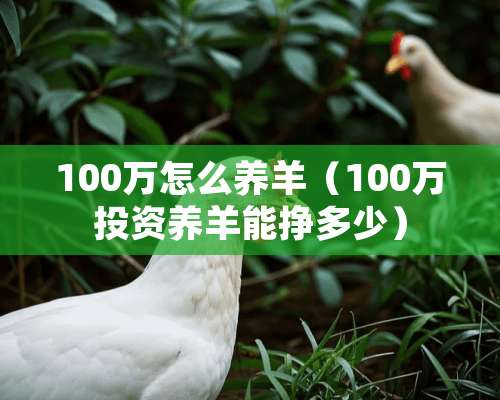 100万怎么养羊（100万投资养羊能挣多少）