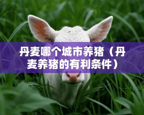 丹麦哪个城市养猪（丹麦养猪的有利条件）