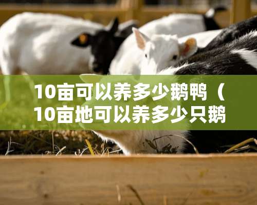 10亩可以养多少鹅鸭（10亩地可以养多少只鹅）