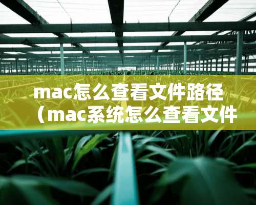 mac怎么查看文件路径（mac系统怎么查看文件路径）