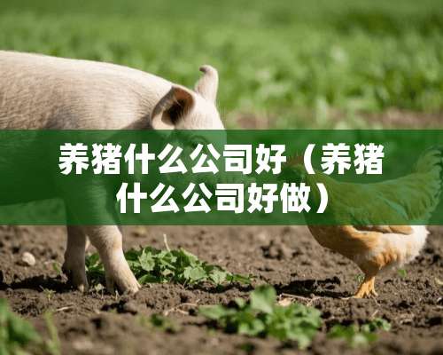 养猪什么公司好（养猪什么公司好做）