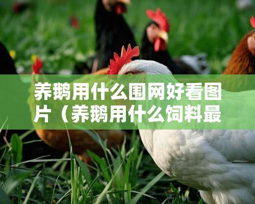 养鹅用什么围网好看图片（养鹅用什么饲料最好）