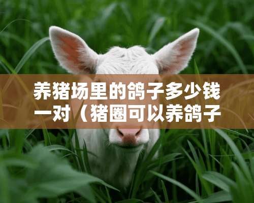 养猪场里的鸽子多少钱一对（猪圈可以养鸽子吗）