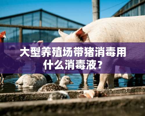 大型养殖场带猪消毒用什么消毒液？