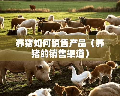 养猪如何销售产品（养猪的销售渠道）