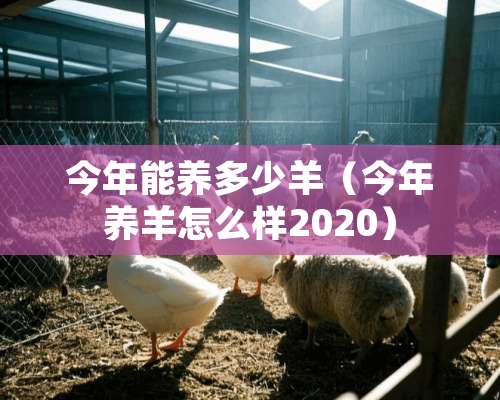 今年能养多少羊（今年养羊怎么样2020）