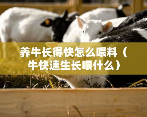 养牛长得快怎么喂料（牛快速生长喂什么）