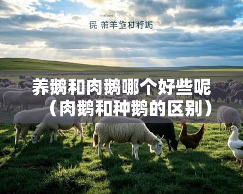 养鹅和肉鹅哪个好些呢（肉鹅和种鹅的区别）