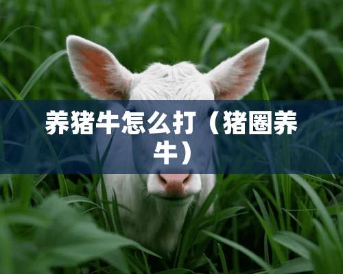 养猪牛怎么打（猪圈养牛）