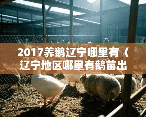 2017养鹅辽宁哪里有（辽宁地区哪里有鹅苗出售）