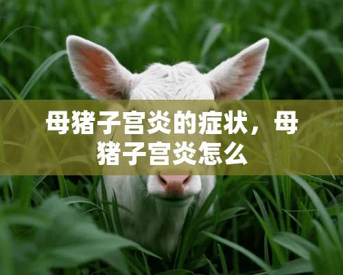 母猪子宫炎的症状，母猪子宫炎怎么