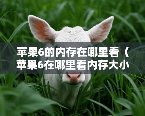 苹果6的内存在哪里看（苹果6在哪里看内存大小）