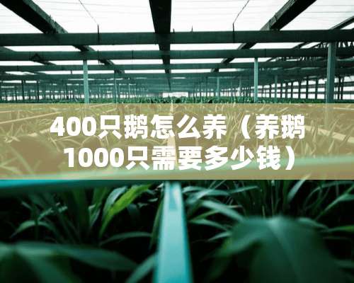 400只鹅怎么养（养鹅1000只需要多少钱）