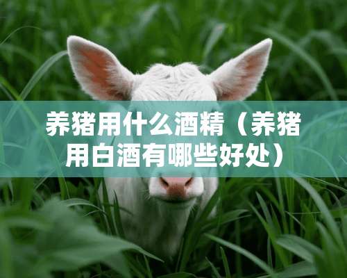 养猪用什么酒精（养猪用白酒有哪些好处）