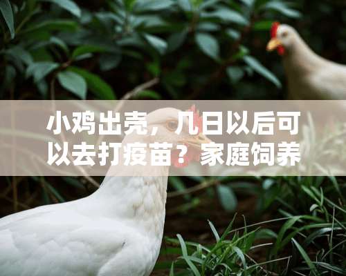 小鸡出壳，几日以后可以去打疫苗？家庭饲养，老母鸡孵化。不是饲养场的。