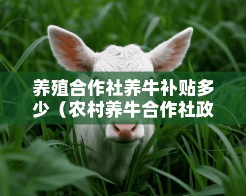 养殖合作社养牛补贴多少（农村养牛合作社**有没有补贴政策）