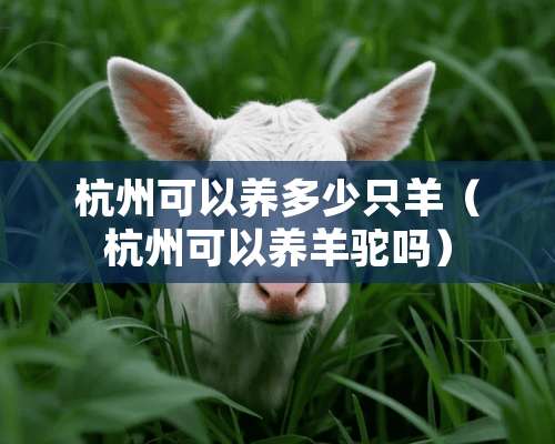 杭州可以养多少只羊（杭州可以养羊驼吗）