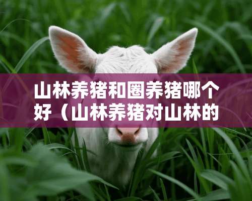 山林养猪和圈养猪哪个好（山林养猪对山林的要求）