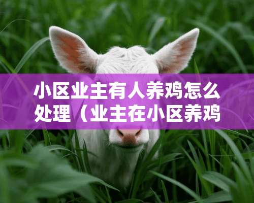 小区业主有人养鸡怎么处理（业主在小区养鸡 谁能管）