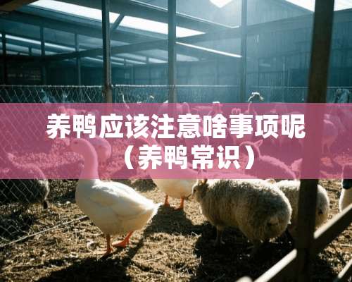 养鸭应该注意啥事项呢（养鸭常识）