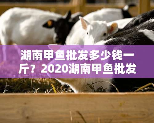 湖南甲鱼批发多少钱一斤？2020湖南甲鱼批发价格报价表