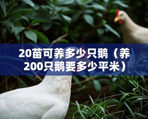 20苗可养多少只鹅（养200只鹅要多少平米）