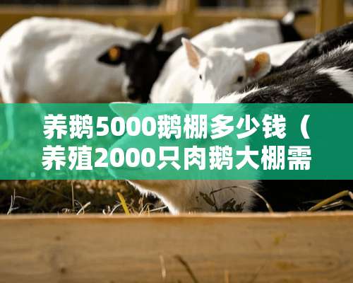 养鹅5000鹅棚多少钱（养殖2000只肉鹅大棚需要多少钱）