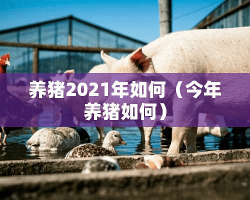 养猪2021年如何（今年养猪如何）