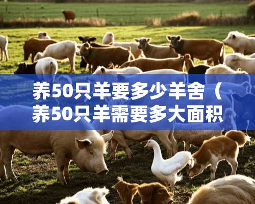 养50只羊要多少羊舍（养50只羊需要多大面积）